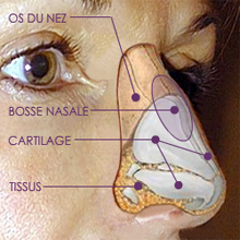 anatomie-nasale-chirurgie-medecine-esthetique-nice-docteur-kestemont